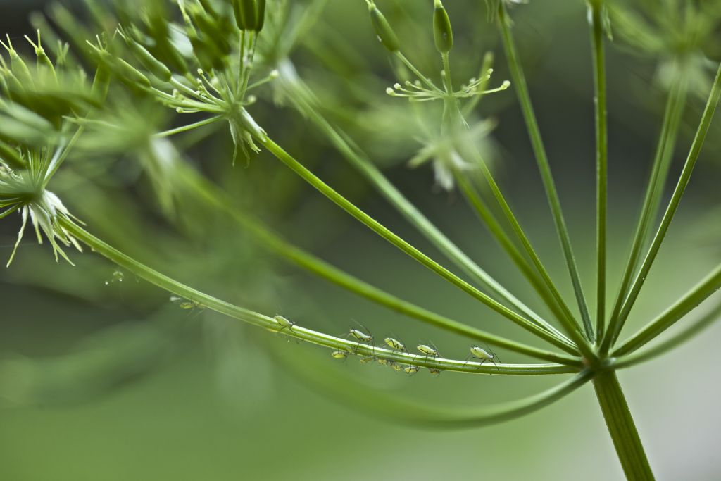 Afidi in processione